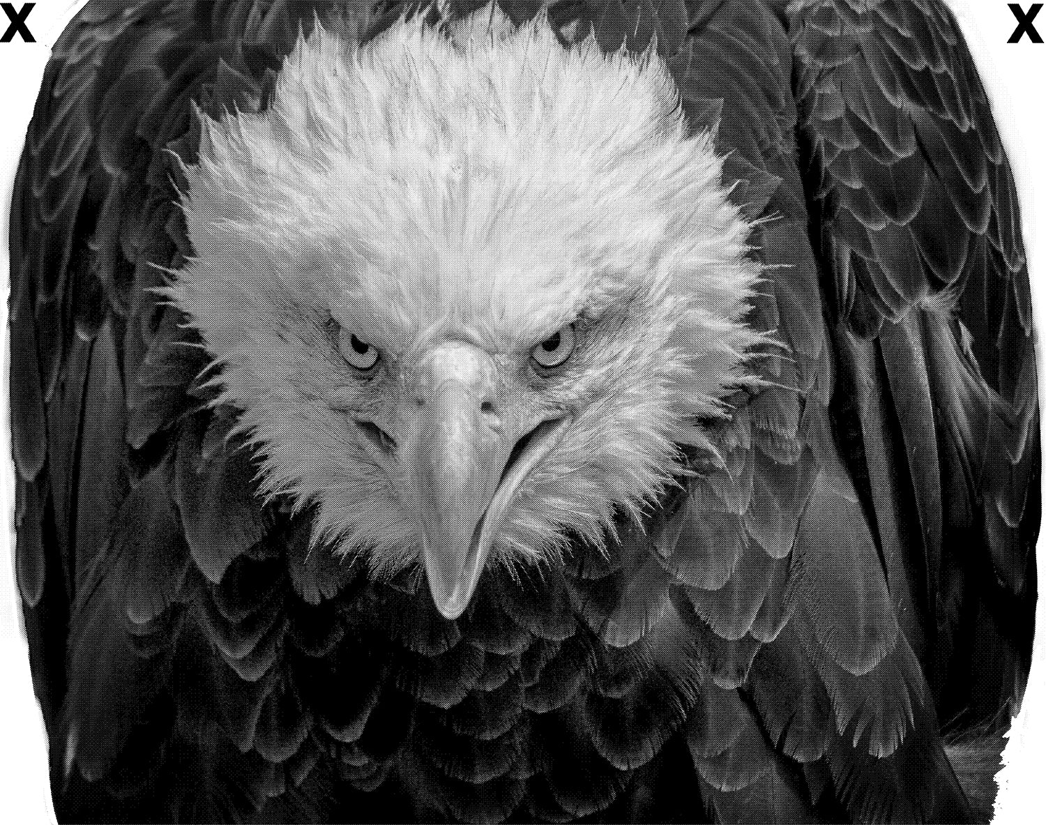 Angry north American bald eagle- HD Airbrush Stencil High Detail Airbrush stencils
